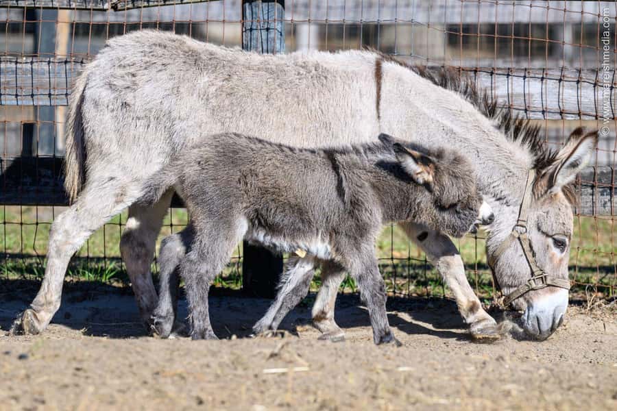 Ocala: Gypsy Gold Horse Farm Horses & History Tour - Who will enjoy Gypsy Gold most?