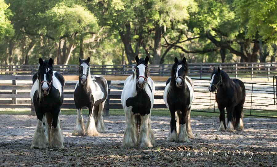 Ocala: Gypsy Gold Horse Farm Horses & History Tour - Practical preparation for your visit