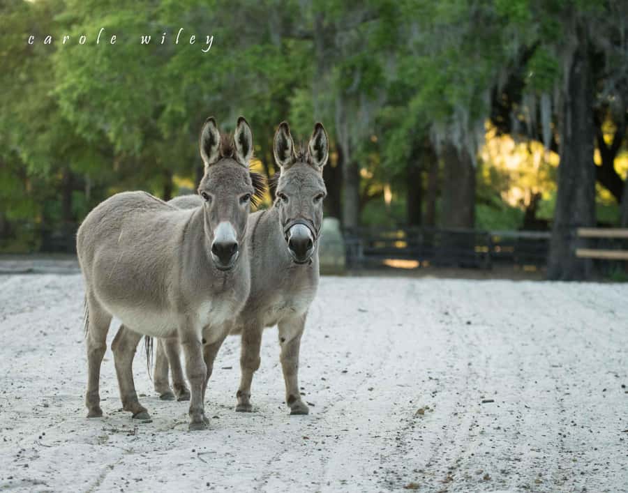 Ocala: Gypsy Gold Horse Farm Horses & History Tour - Should you book the Gypsy Gold Horse Farm tour?