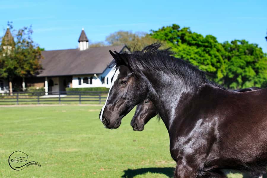 Ocala: Gypsy Gold Horse Farm Horses & History Tour - The one-hour history talk with Dennis Thompson