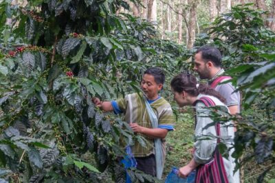 Off the Map Chiang Mai Jungle Coffee Trek Roast and Brew