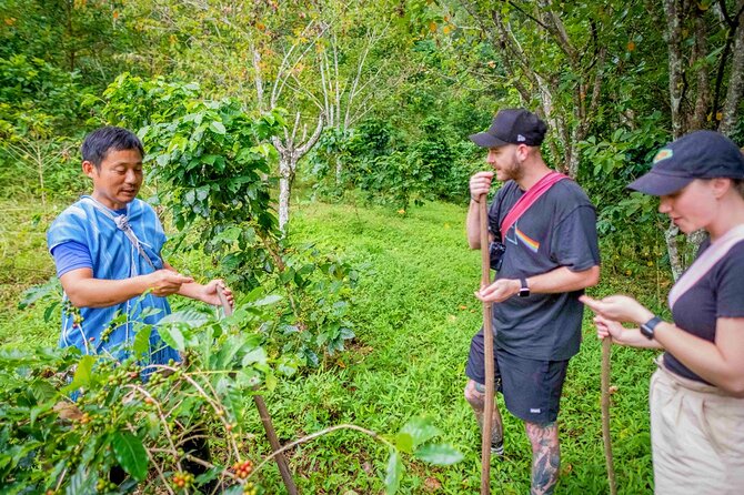 Off the Map Chiang Mai Jungle Coffee Trek Roast and Brew - Roasting your own green beans