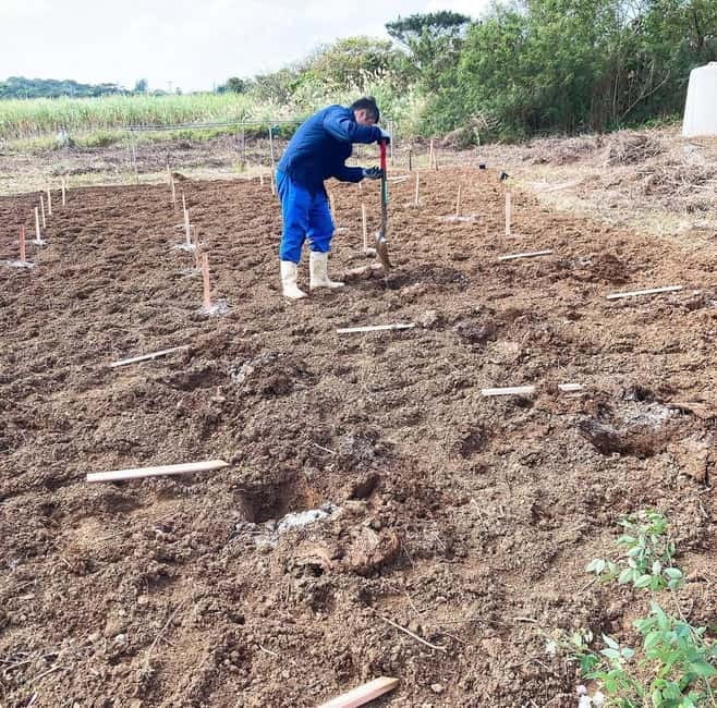 Okinawa: Traditional farming experience & cooking and a meal - One hour among Sesoko Island’s crops