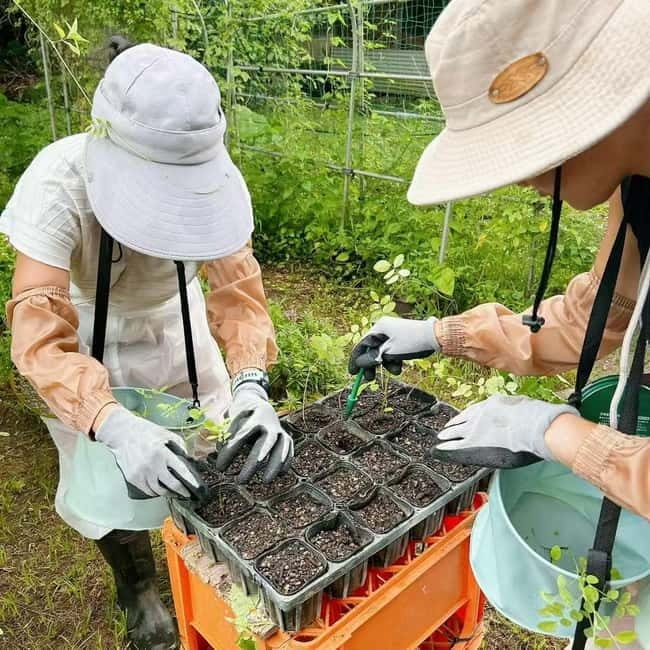 Okinawa: Traditional farming experience & cooking and a meal - Making kusu, the experience’s special souvenir