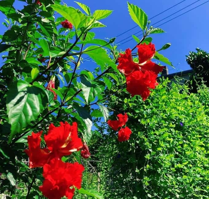 Okinawa: Traditional farming experience & cooking and a meal - Starting at the beer garden meeting point
