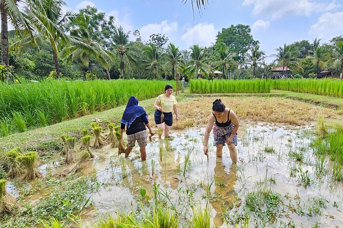 Old Phuket Farm Ticket - Countryside Local Life Culture - Meeting the buffaloes and seeing old farm work