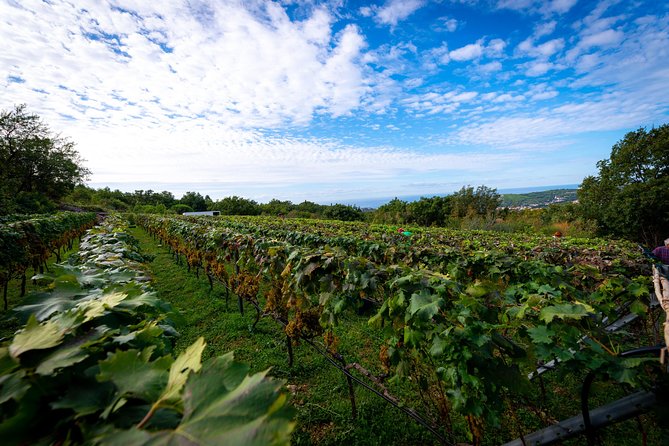 Olive farm & village - Learning from Ivica Vlašić in the open air