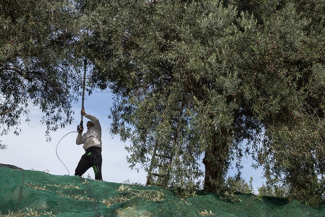 Olive harvest, visit to the oil mill and typical lunch - Weather, accessibility, and booking details