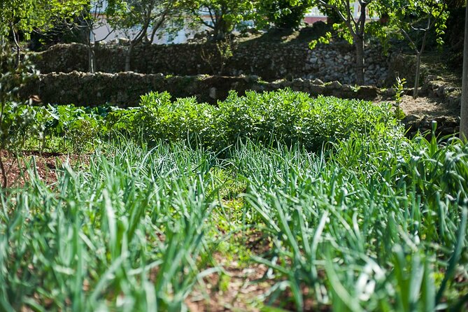 Olive oil farm to fork experience & short walking tour of Kotor - Learning to taste olive oil properly