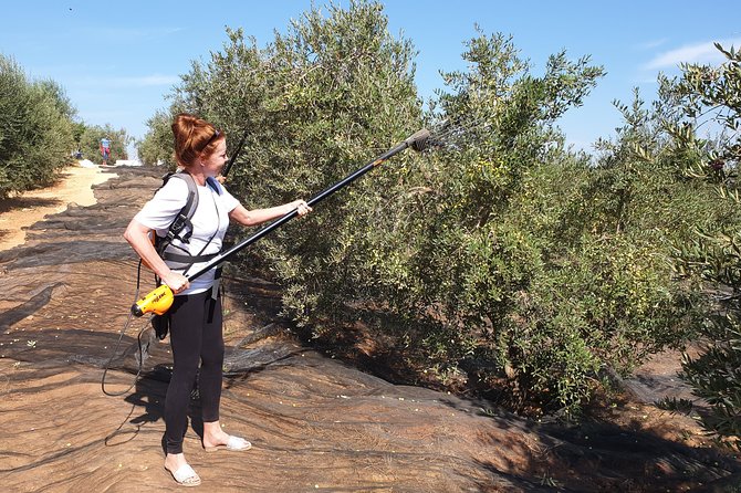 Olive Oil Farm Tour with Tasting from Seville - Inside the mill and olive oil museum
