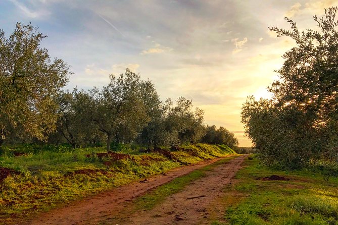 Olive Oil Farm Tour with Tasting from Seville - Small groups, guide quality, and the human side