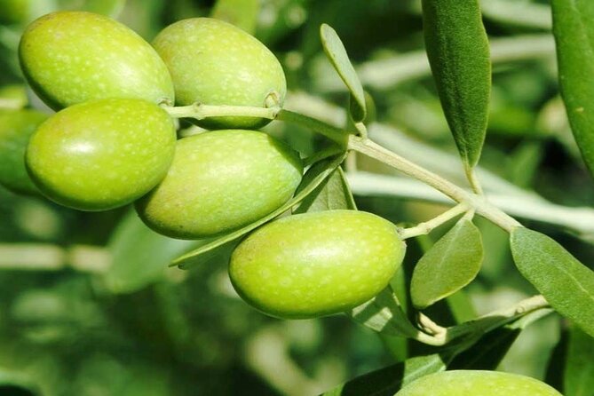 Olive Oil Tasting Farm Experience, Corinth Canal, Nafplio - Acrocorinth and the high view over the isthmus