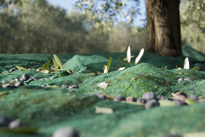 Olympia Shore Ex: Olympic site, Honey Farm & Olive Oil Tasting - Who should book this Olympia shore excursion?