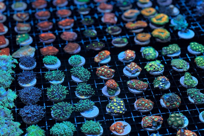 One Hour Coral Farm Tour, Discover Australia's Marine Life - Arriving at Monsoon Aquatics in Burnett Heads