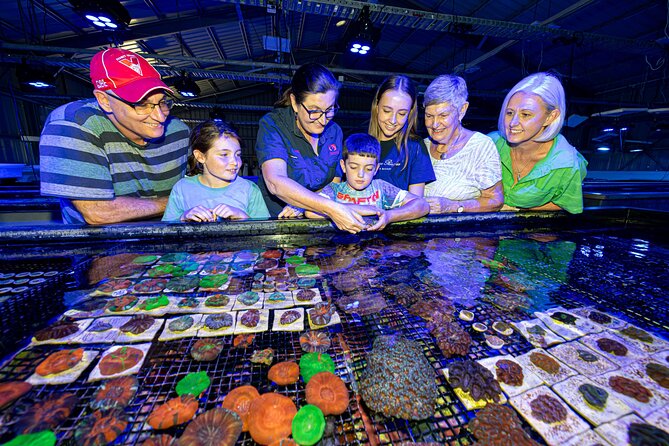 One Hour Coral Farm Tour, Discover Australia's Marine Life - The feeding and propagation demonstrations