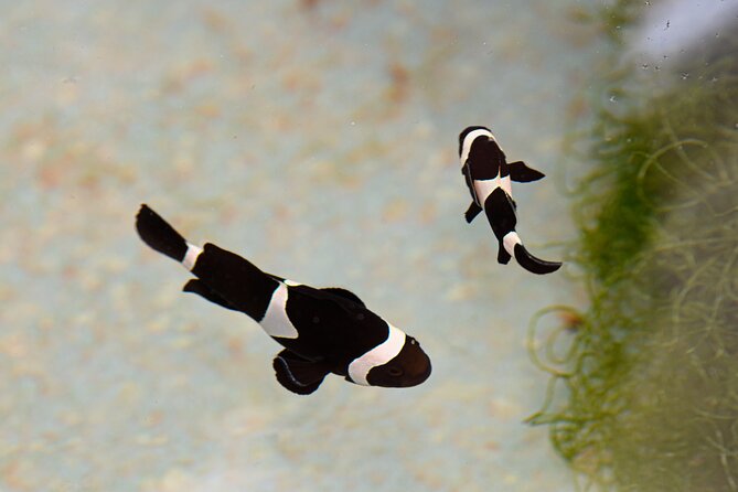 One Hour Coral Farm Tour, Discover Australia's Marine Life - Taking better coral photographs