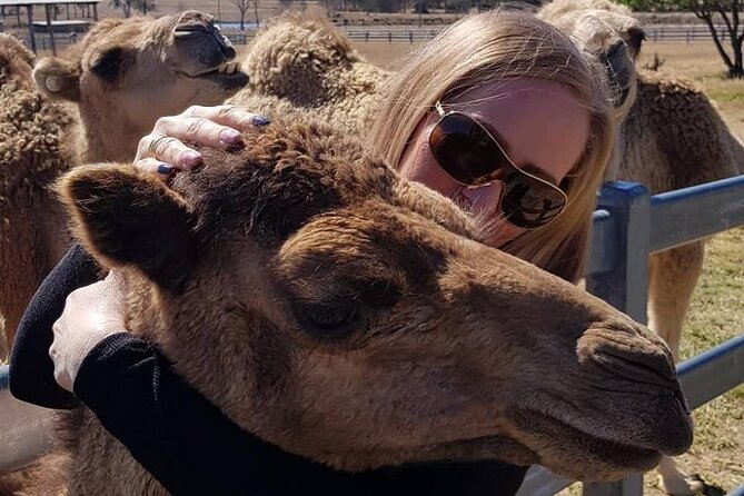 One Hump Camel Farm and Wine Tour - Why the camel farm makes this day different