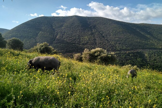 Organic Iberian Ham, farm visit and premium tasting! - Who should book this farm visit?