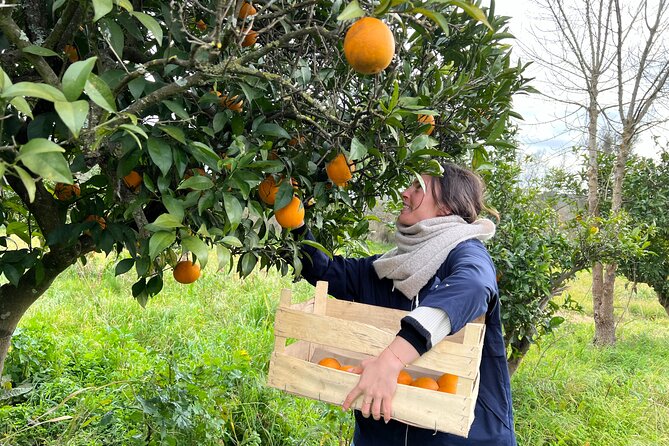 Organic Orange Picking & Jam Making with Farm-to-Table Lunch - What makes this farm morning special