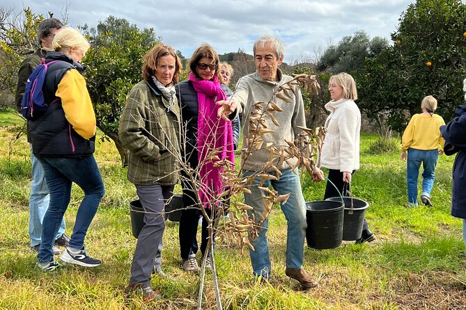 Organic Orange Picking & Jam Making with Farm-to-Table Lunch - From Albufeira to the orange groves near Silves