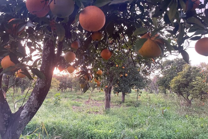 Organic Orange Picking & Jam Making with Farm-to-Table Lunch - The human side: João, Maria, Gloria, and the guides