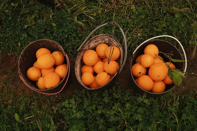 Organic Orange Picking & Jam Making with Farm-to-Table Lunch - Picking oranges in an organic grove