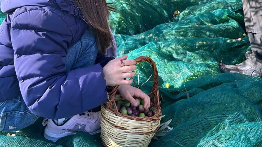 Oristano: visit a farm with oil tasting - Should you book the Massama olive oil visit?