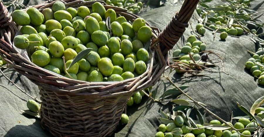 Oristano: visit a farm with oil tasting - Why this small farm visit matters near Oristano