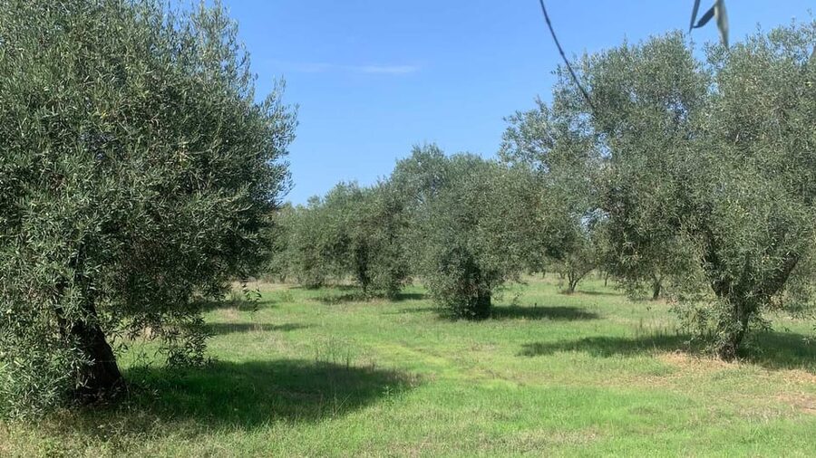 Oristano: visit a farm with oil tasting - Who will enjoy this farm experience most