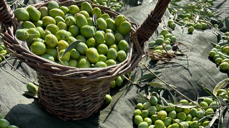 Oristano: visit a farm with oil tasting - Value, planning, and dietary requests