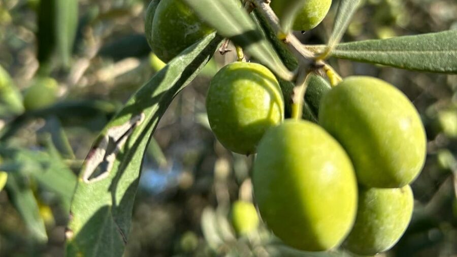 Oristano: visit a farm with oil tasting - Meeting Sardinia’s olive varieties under old trees