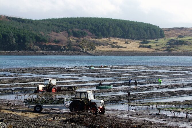 Oyster Farm and Tasting Experience - Timing, group size, and planning details