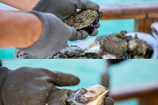 Oyster farm experience / Private day trip from Dubrovnik - Wine at Curlin Winery in Ponikve