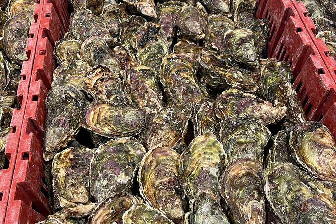 Oyster Farm, Ston and Winery Tour - Five oysters and one matching wine