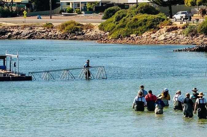 Oyster Farm Tour with Hotel Pick-up and return from Port Lincoln - Learning how oysters are farmed