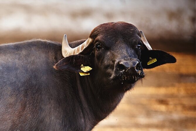 Paestum and Buffalo Farm Day Tour from Sorrento - Lunch costs extra, but the farm meal adds value