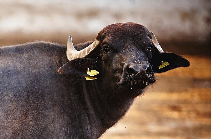 Paestum and Buffalo Farm Day Tour from Sorrento - Who will get the most from this day