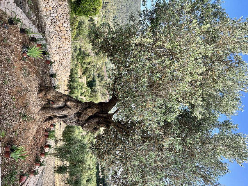 Palma: Orange Valley Vintage Train and Orange Farm Tour - From Sóller to the harbor by vintage tram