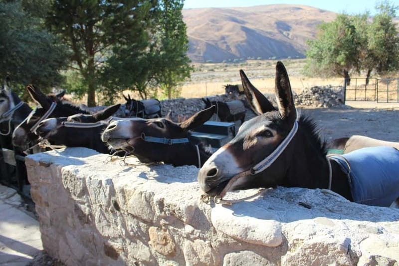 Paphos/Limassol: Donkey Farm Day Trip with Lunch & Tastings - Meeting the donkeys at Argonaftis Farm