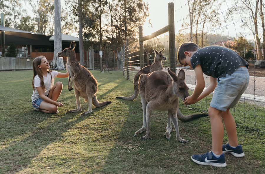 Paradise Country: Ultimate Aussie Farm Experience - Kangaroos, koalas and the new meerkats