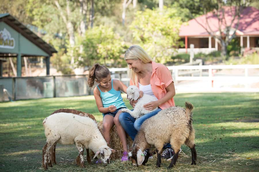 Paradise Country: Ultimate Aussie Farm Experience - How the $41 price measures up
