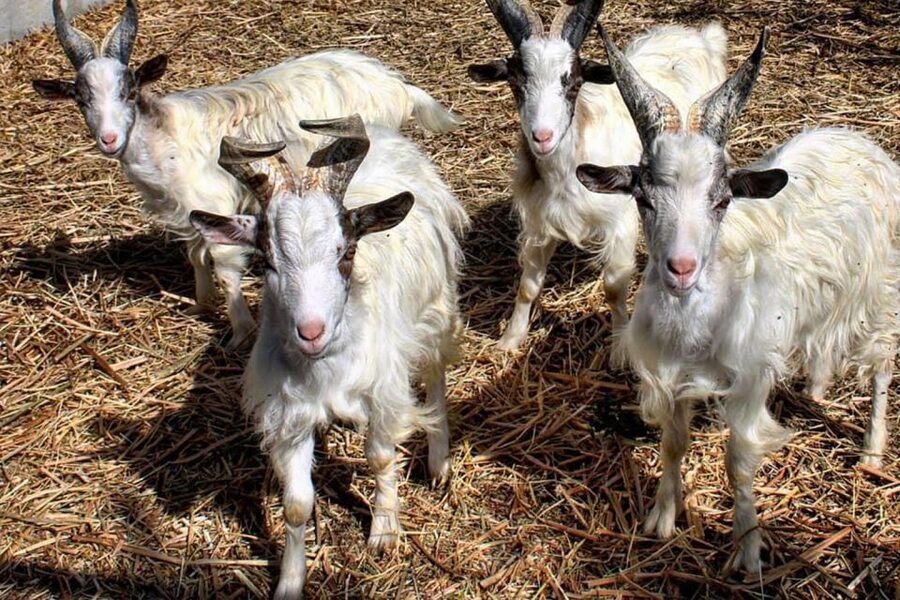 Partinico: Farm's Animals and Aromatic Garden Experience - Meet the animals at close range