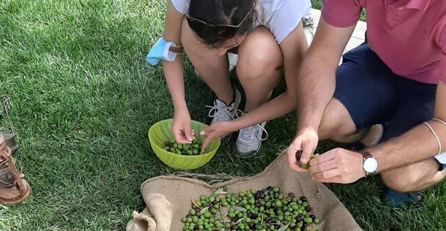 Partinico: Olive Harvest with Wine Tasting and Brunch - Key points to know before booking
