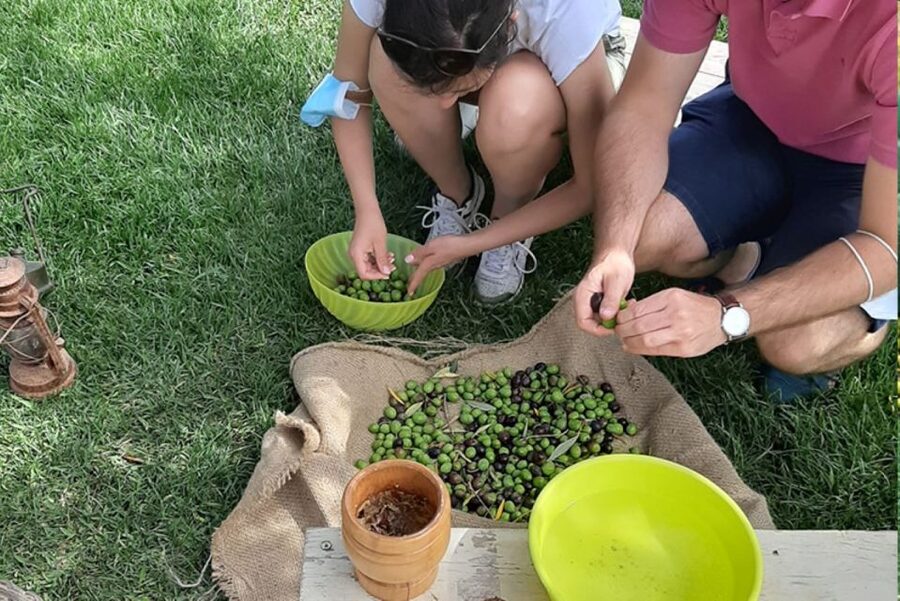 Partinico: Olive Harvest with Wine Tasting and Brunch - What happens during the two-hour visit