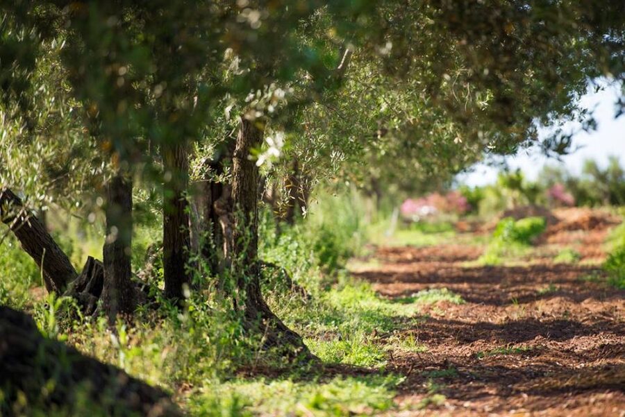 Partinico: Olive Harvest with Wine Tasting and Brunch - The wine tasting and language options