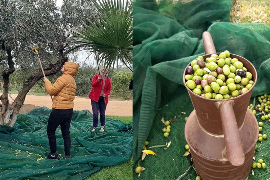 Partinico: Olive Harvest with Wine Tasting and Brunch - Is $65 a fair price for two hours?