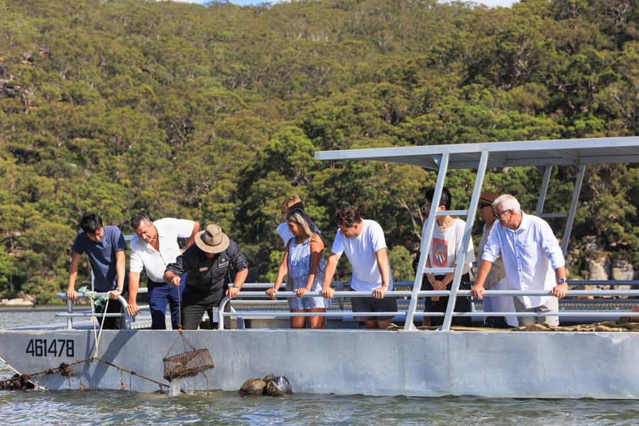 Pearl & Oyster Farm Hawkesbury River Cruise - What makes an oyster lease worth seeing