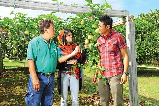 Penang Full Day Tour with Penang Hill, Kek Lok Si & Fruit Farm - Local lunch keeps the schedule simple