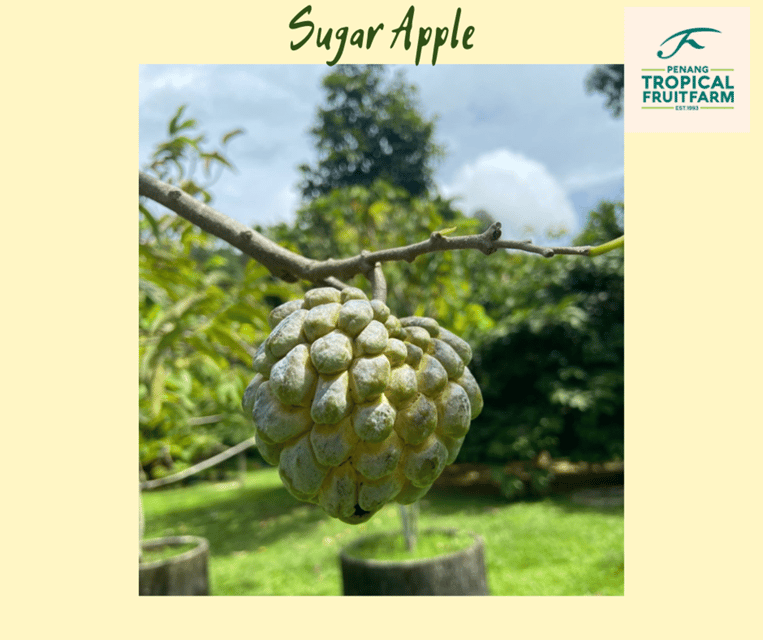 Penang: Tropical Fruit Farm Ticket - Why this hill farm is different from a normal fruit stop