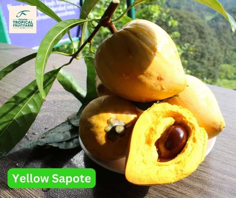 Penang: Tropical Fruit Farm Ticket - FAQ
